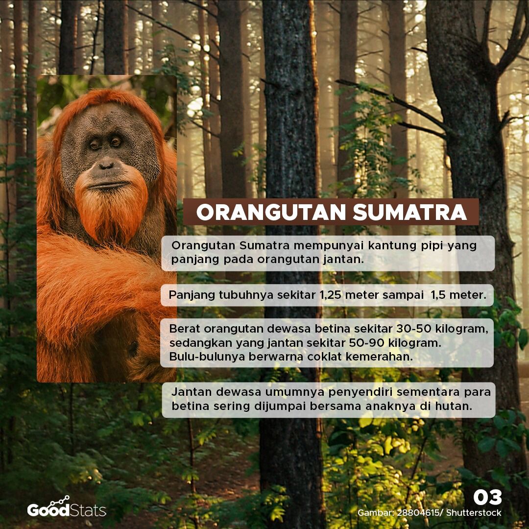 Mengenal 3 Spesies Orang Utan Indonesia