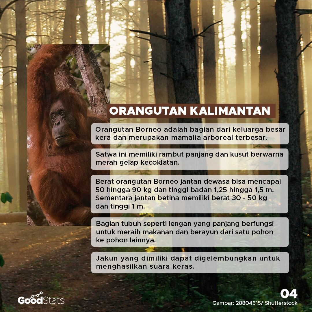 Mengenal 3 Spesies Orang Utan Indonesia