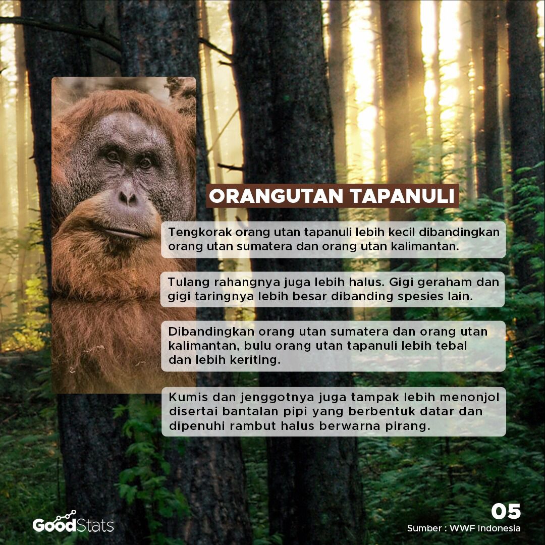 Mengenal 3 Spesies Orang Utan Indonesia