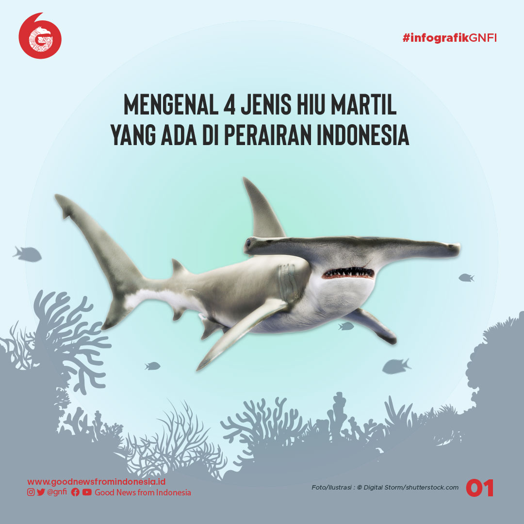 Mengenal 4 Jenis Hiu Martil yang Ada di Perairan Indonesia