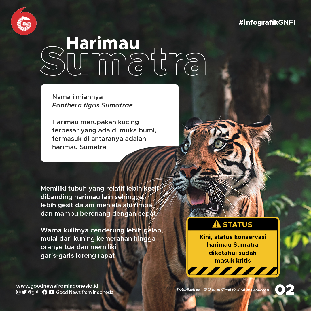 Mengenal 5 Kucing Hutan Eksotis Sumatra