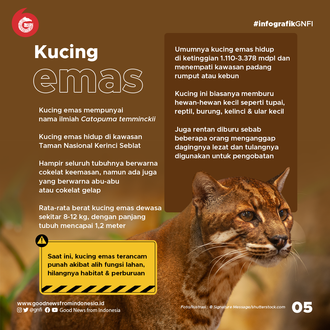 Mengenal 5 Kucing Hutan Eksotis Sumatra