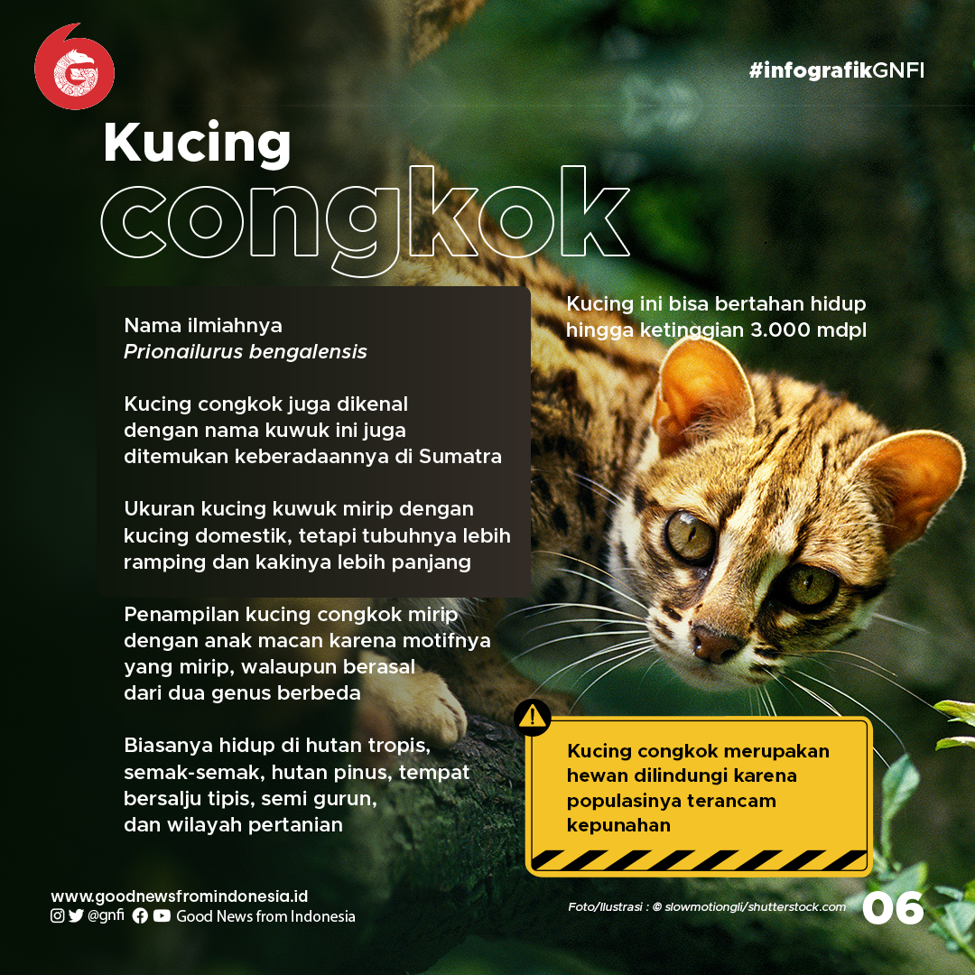 Mengenal 5 Kucing Hutan Eksotis Sumatra