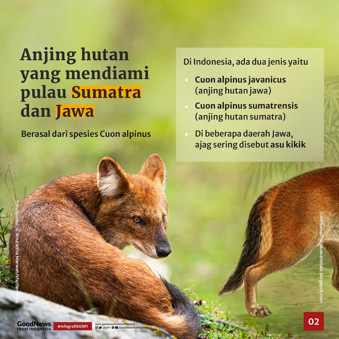 Mengenal Ajag, Anjing Asli Belantara Indonesia