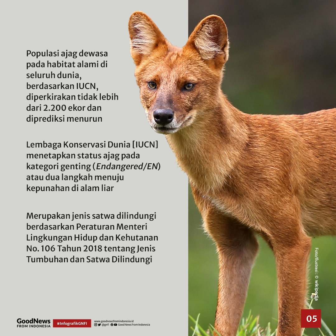 Mengenal Ajag, Anjing Asli Belantara Indonesia