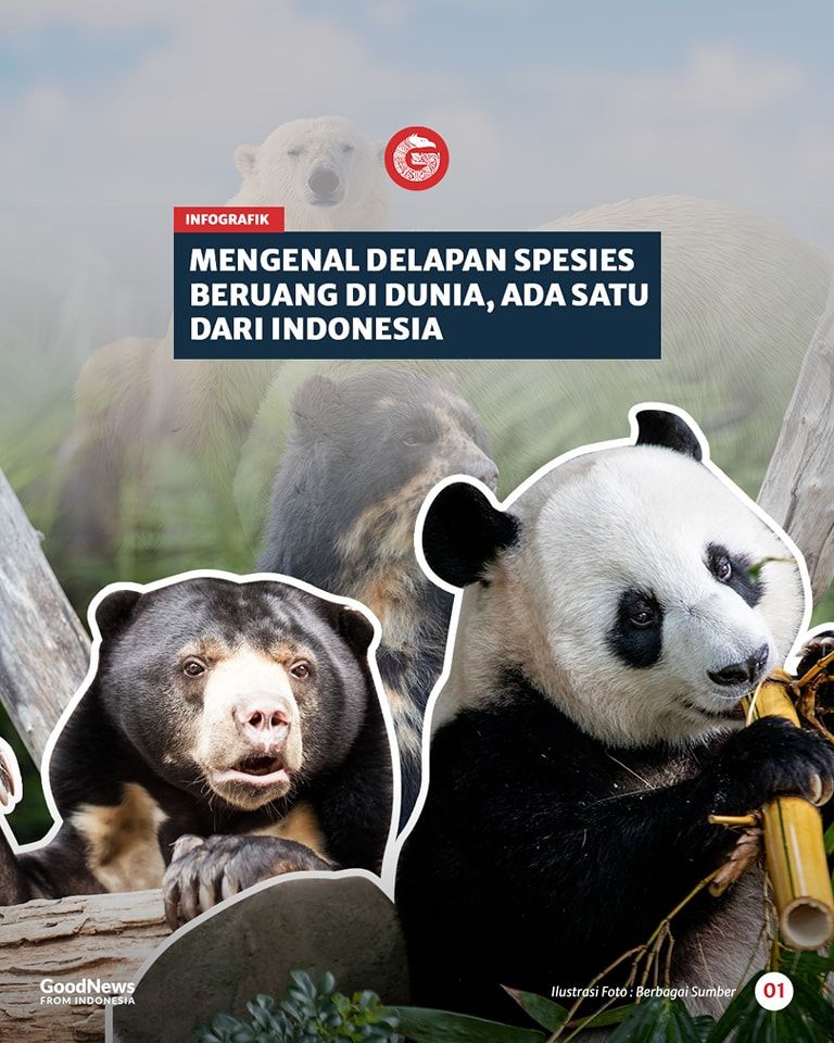Mengenal Delapan Spesies Beruang di Dunia, Ada Satu dari Indonesia