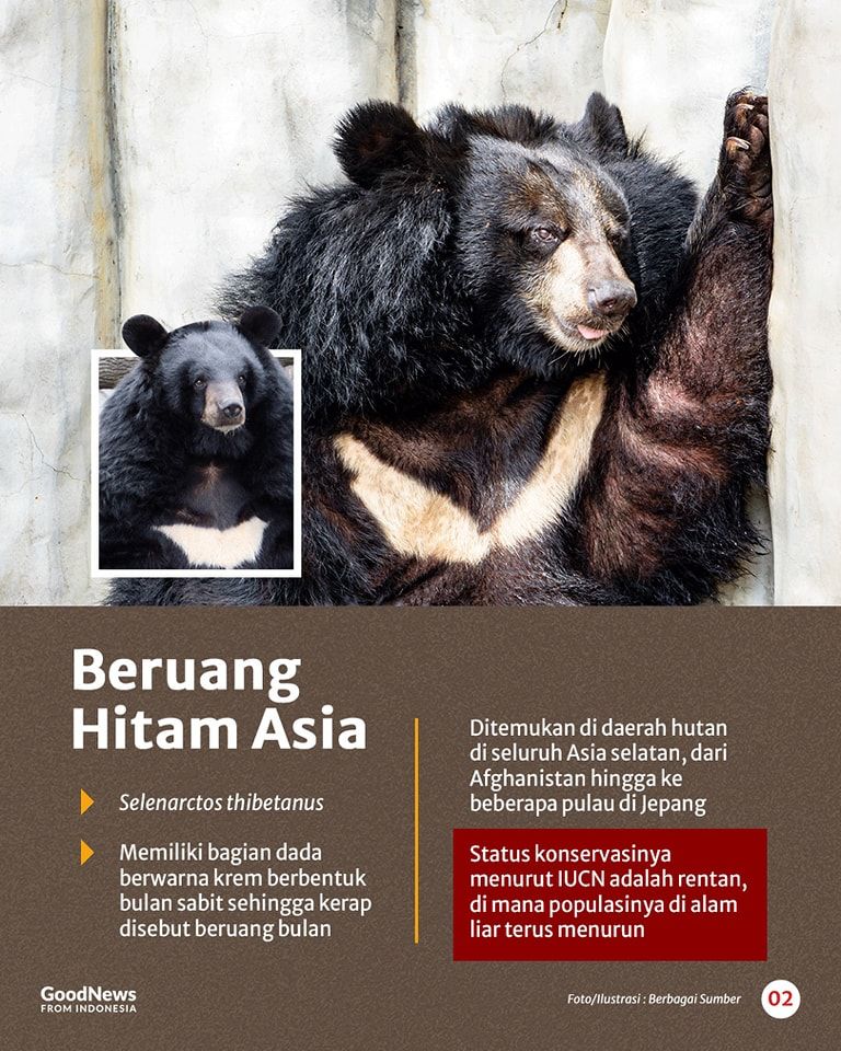 Mengenal Delapan Spesies Beruang di Dunia, Ada Satu dari Indonesia
