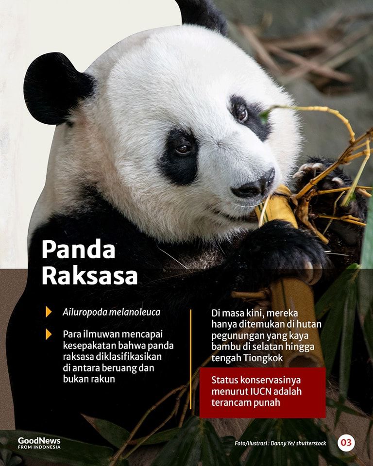 Mengenal Delapan Spesies Beruang di Dunia, Ada Satu dari Indonesia