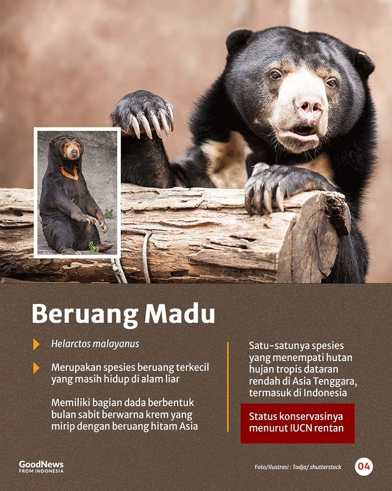 Mengenal Delapan Spesies Beruang di Dunia, Ada Satu dari Indonesia