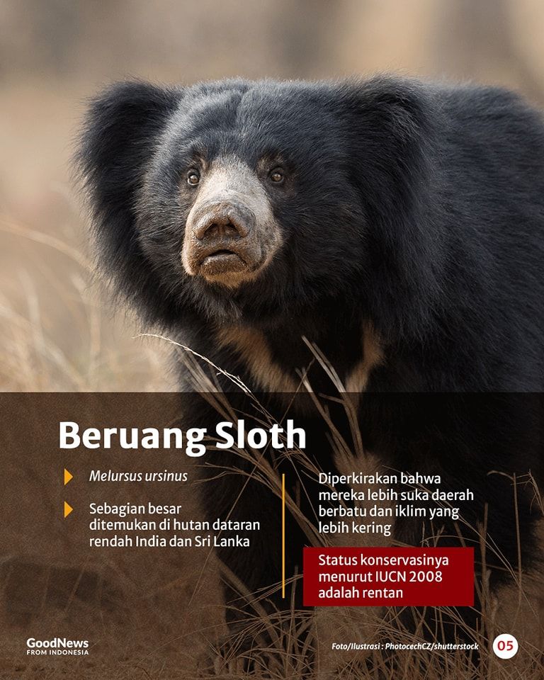 Mengenal Delapan Spesies Beruang di Dunia, Ada Satu dari Indonesia
