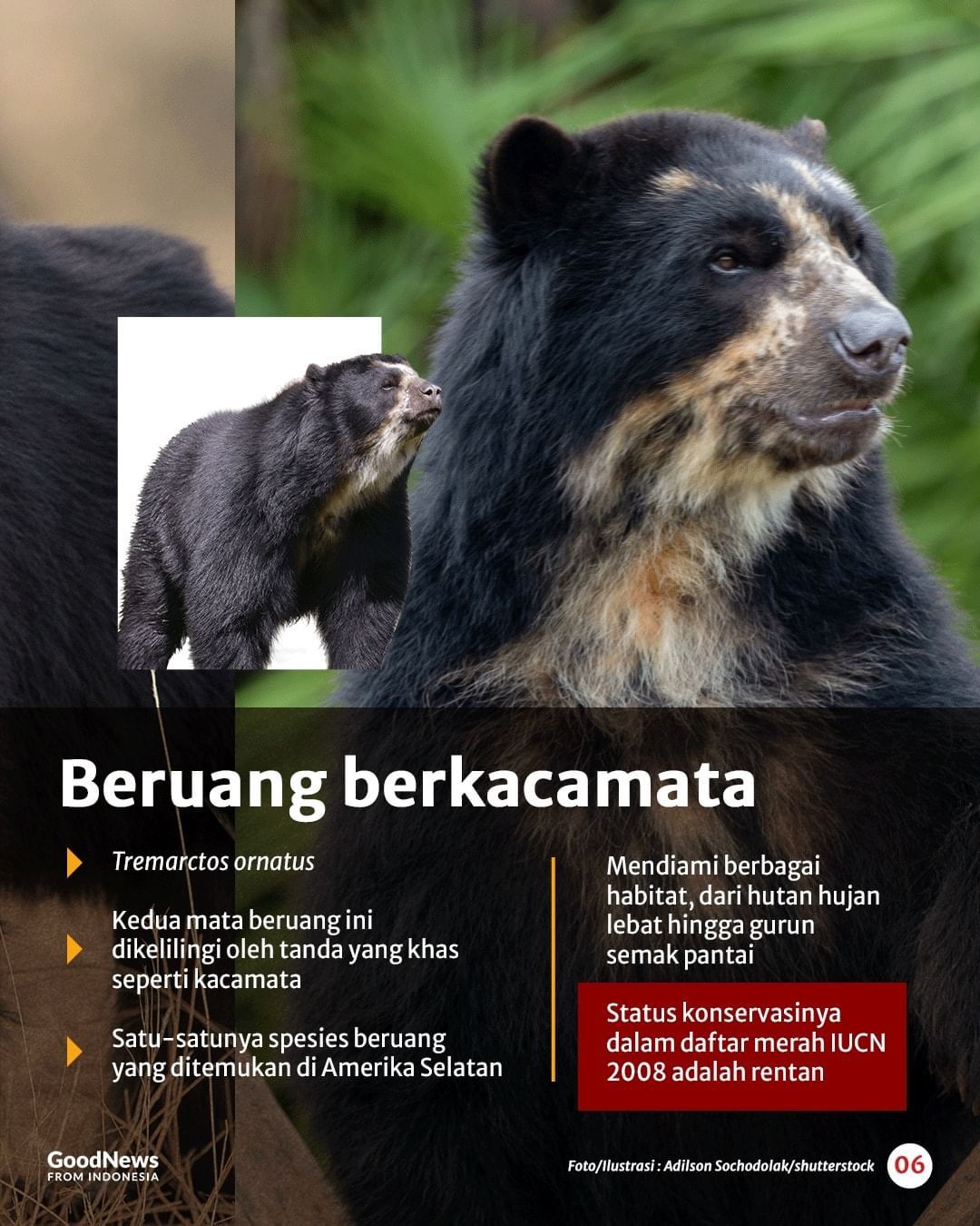 Mengenal Delapan Spesies Beruang di Dunia, Ada Satu dari Indonesia