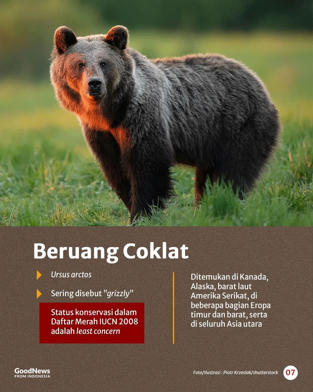Mengenal Delapan Spesies Beruang di Dunia, Ada Satu dari Indonesia