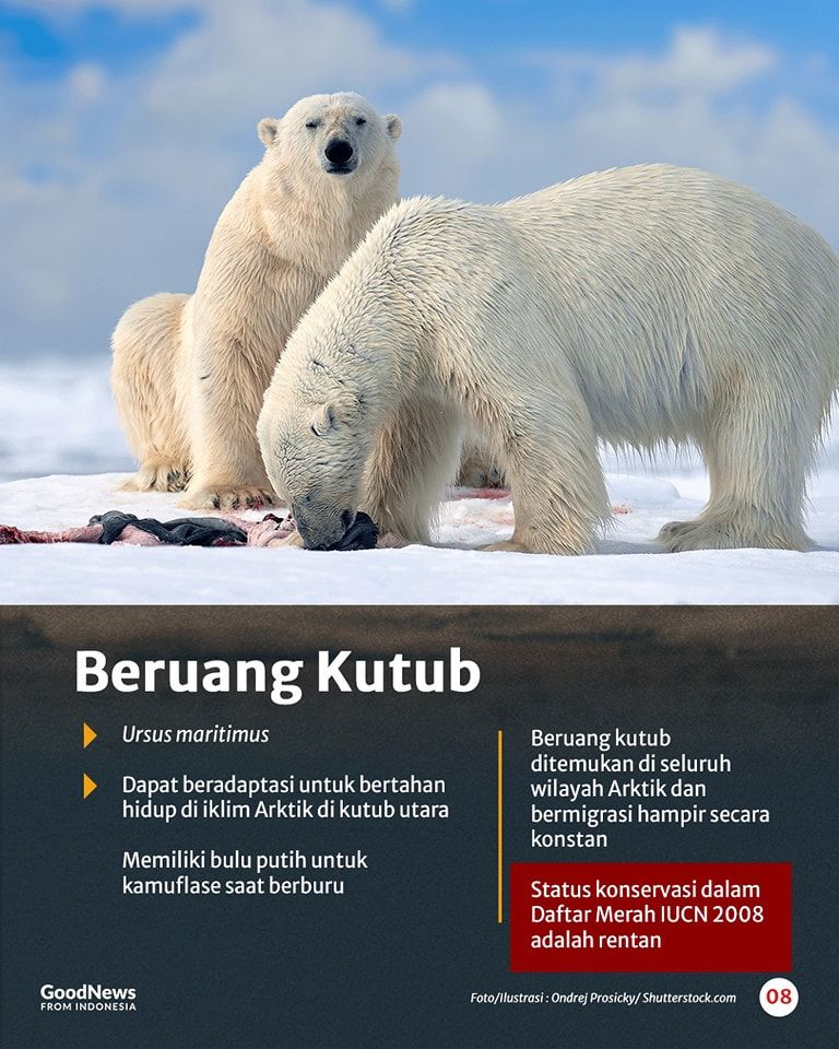 Mengenal Delapan Spesies Beruang di Dunia, Ada Satu dari Indonesia
