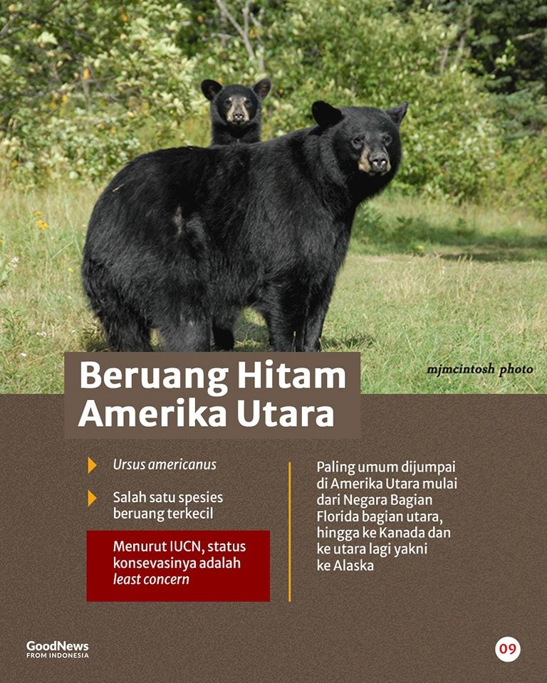Mengenal Delapan Spesies Beruang di Dunia, Ada Satu dari Indonesia