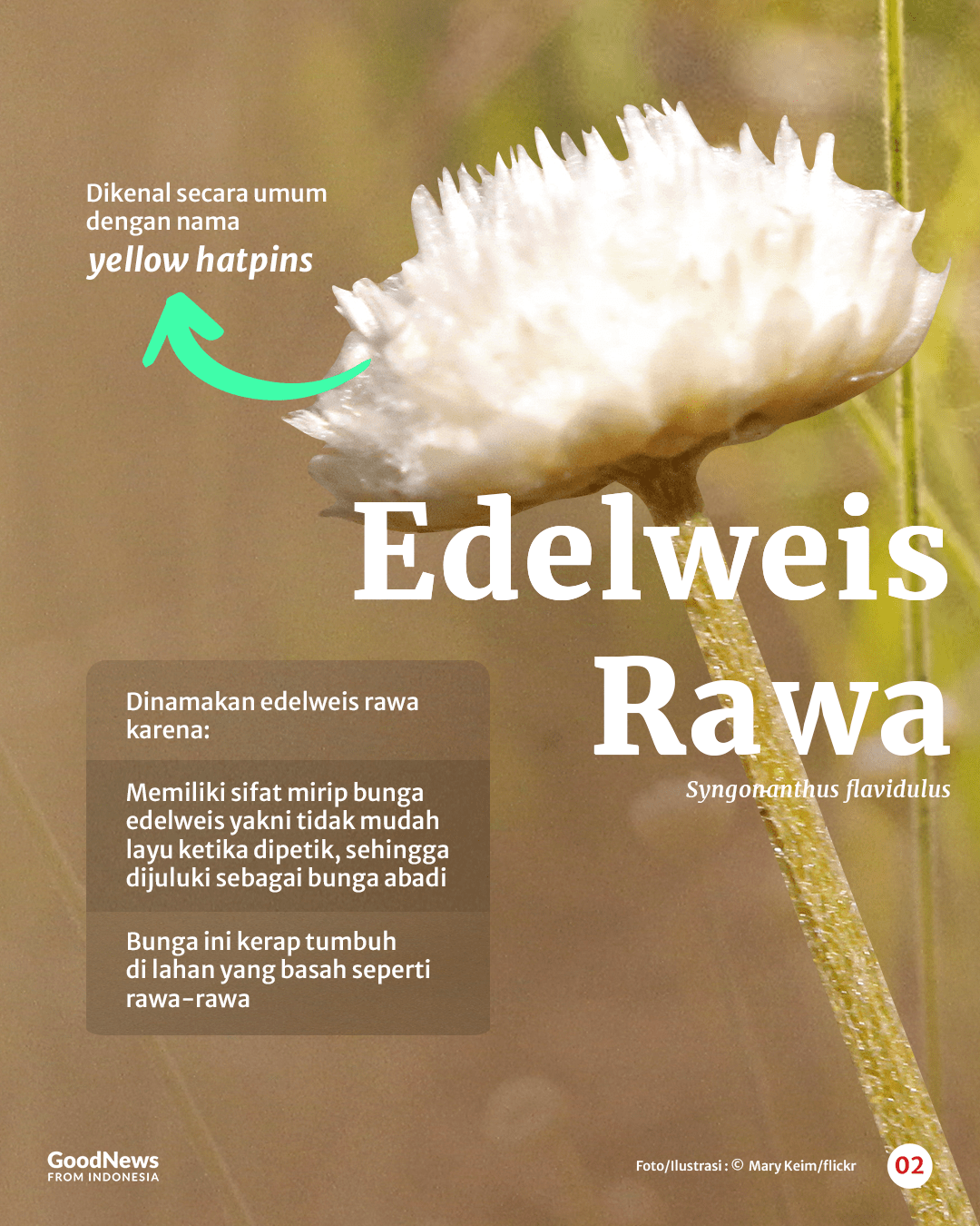 Mengenal Edelweis Rawa, Bunga Abadi nan Langka