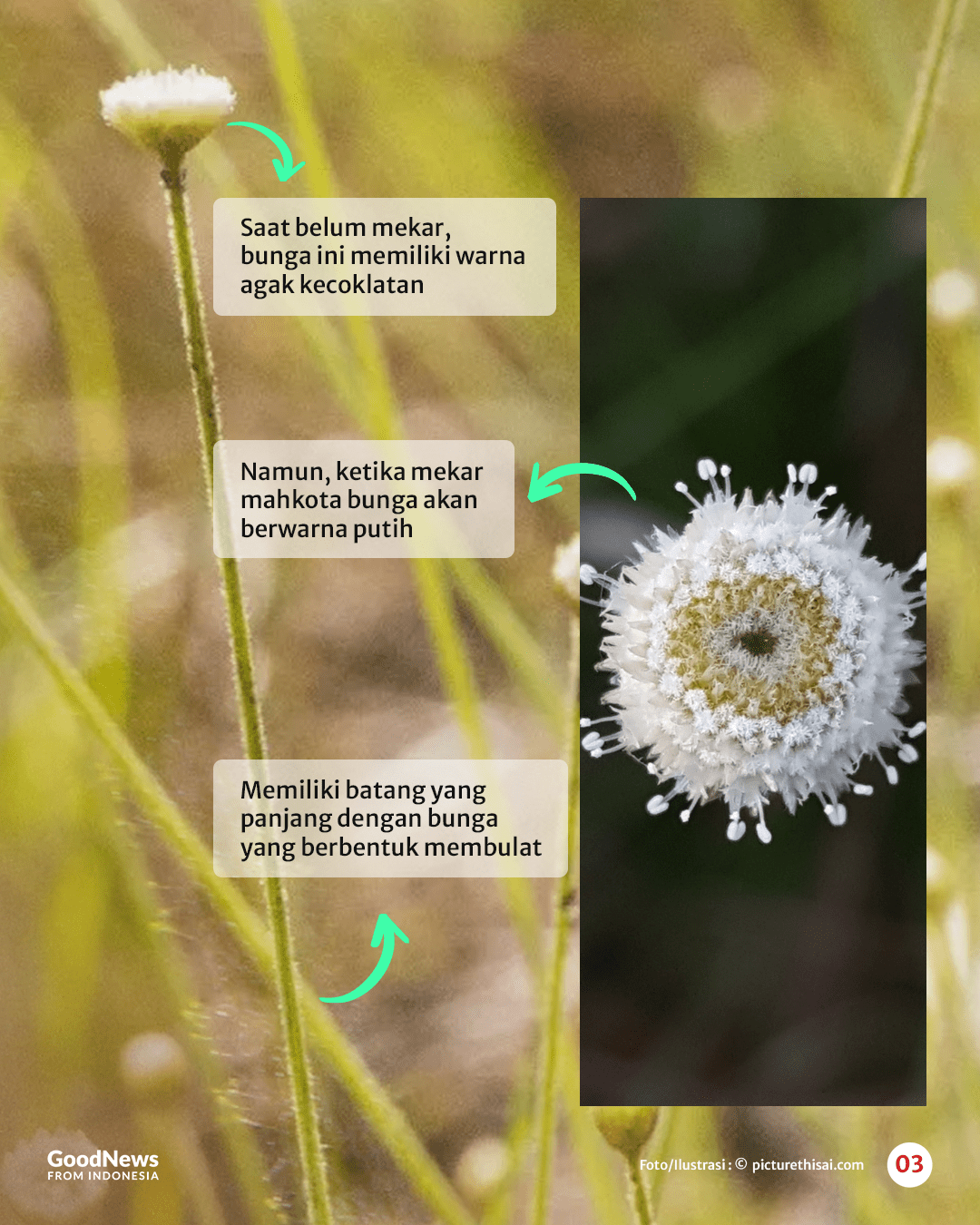Mengenal Edelweis Rawa, Bunga Abadi nan Langka