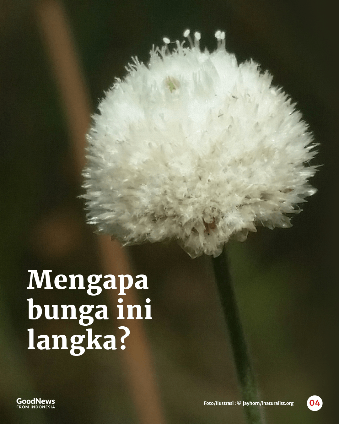 Mengenal Edelweis Rawa, Bunga Abadi nan Langka