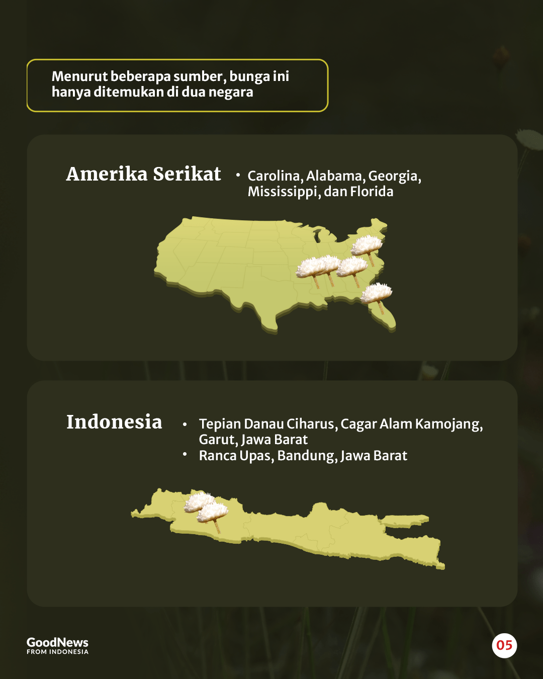 Mengenal Edelweis Rawa, Bunga Abadi nan Langka
