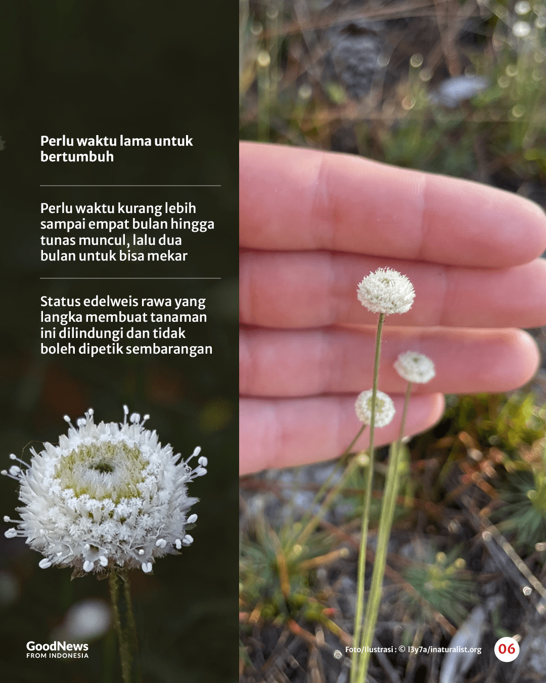 Mengenal Edelweis Rawa, Bunga Abadi nan Langka
