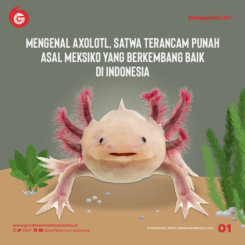 Meski dari Meksiko, Hewan Ini Berkembang Baik di Indonesia