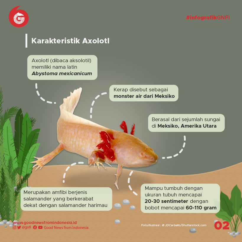 Meski dari Meksiko, Hewan Ini Berkembang Baik di Indonesia