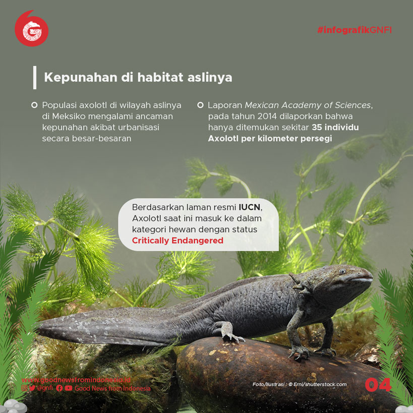 Meski dari Meksiko, Hewan Ini Berkembang Baik di Indonesia