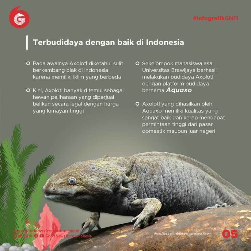 Meski dari Meksiko, Hewan Ini Berkembang Baik di Indonesia