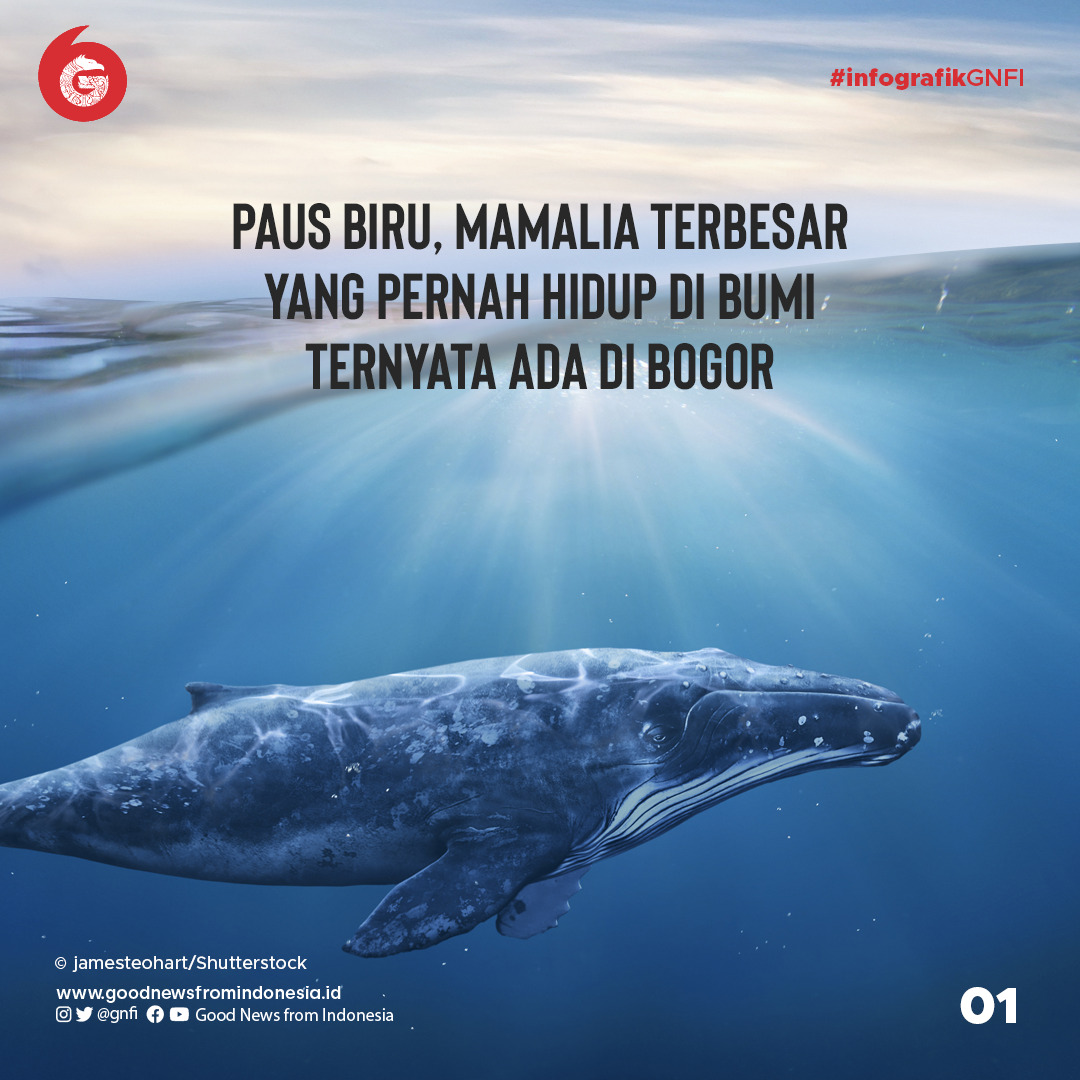Paus Biru, Mamalia Terbesar yang Pernah Hidup di Bumi Ternyata ada di Bogor