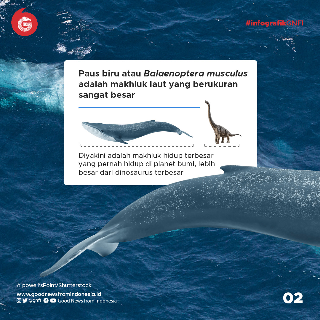 Paus Biru, Mamalia Terbesar yang Pernah Hidup di Bumi Ternyata ada di Bogor