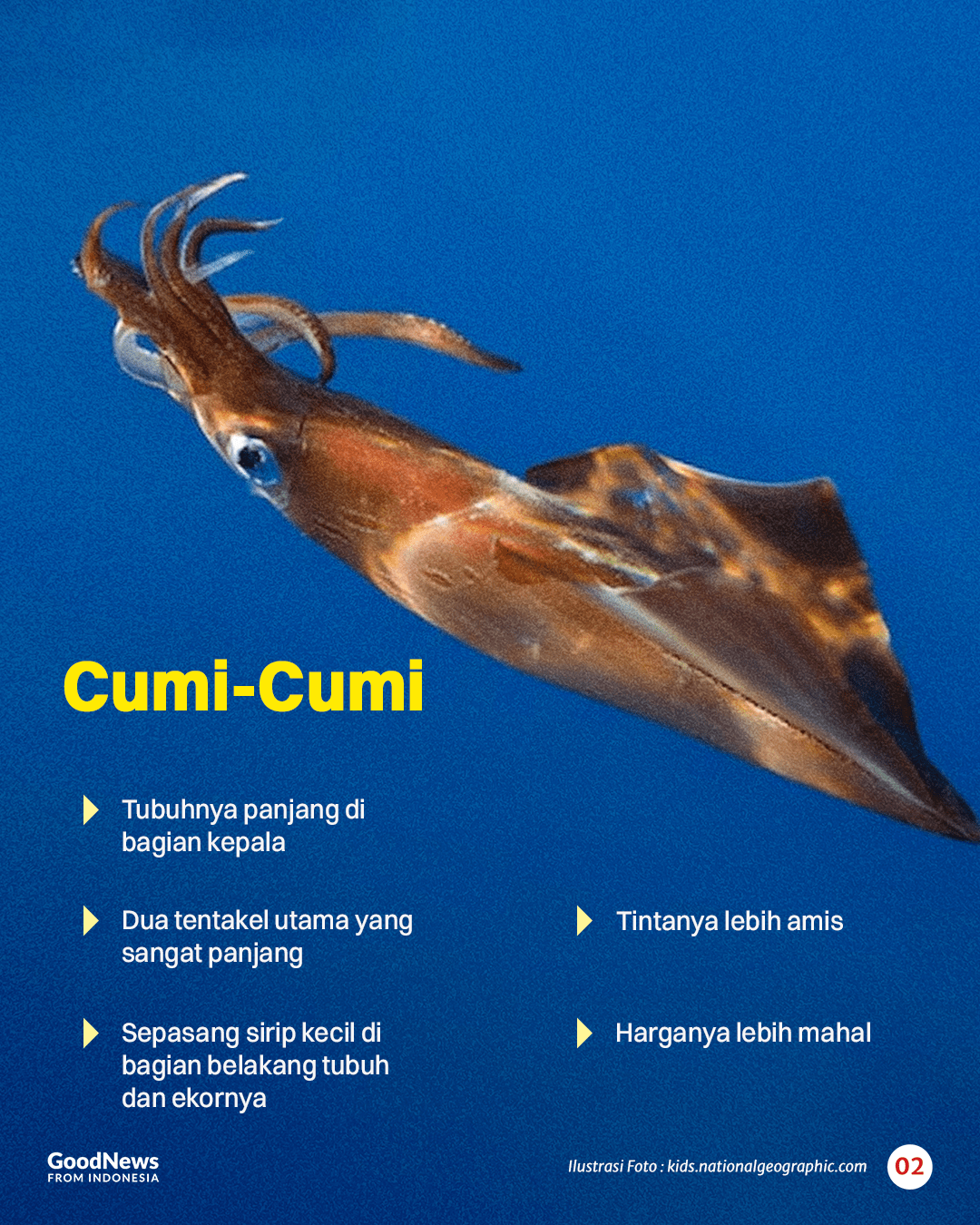 Perbedaan Cumi dan Sotong
