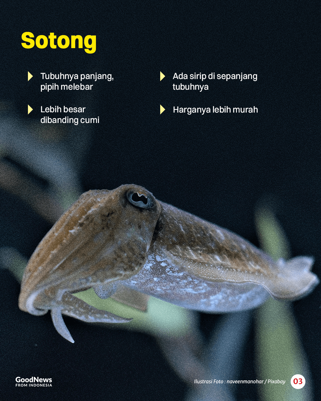 Perbedaan Cumi dan Sotong