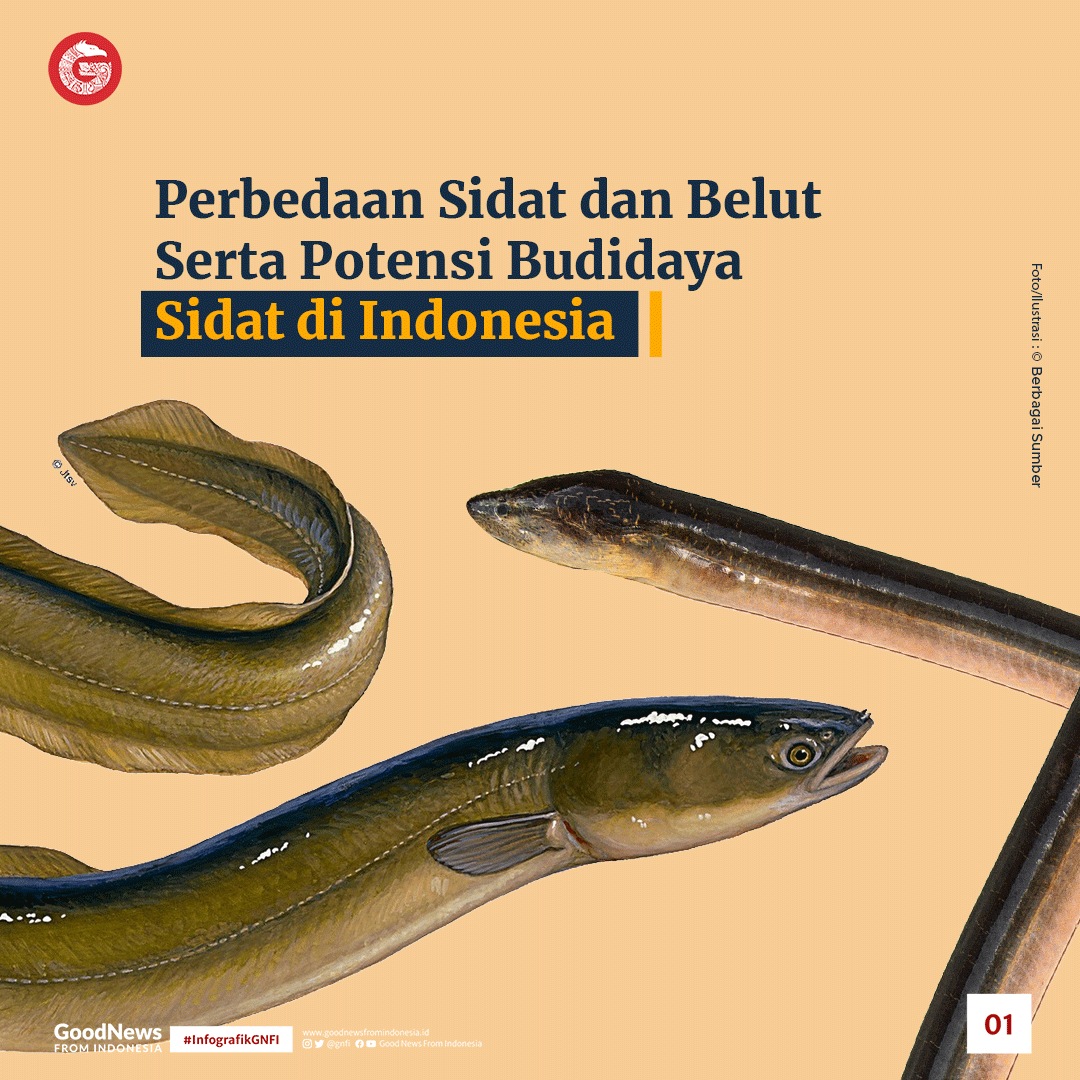 Perbedaan Ikan Sidat dan Belut, Serta Potensi Budidayanya di Indonesia