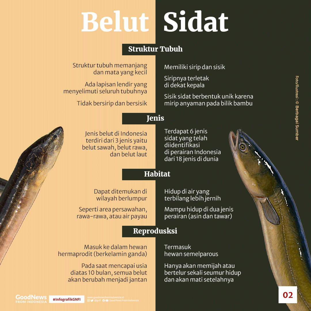Perbedaan Ikan Sidat dan Belut, Serta Potensi Budidayanya di Indonesia