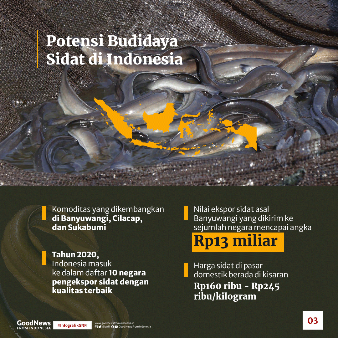 Perbedaan Ikan Sidat dan Belut, Serta Potensi Budidayanya di Indonesia