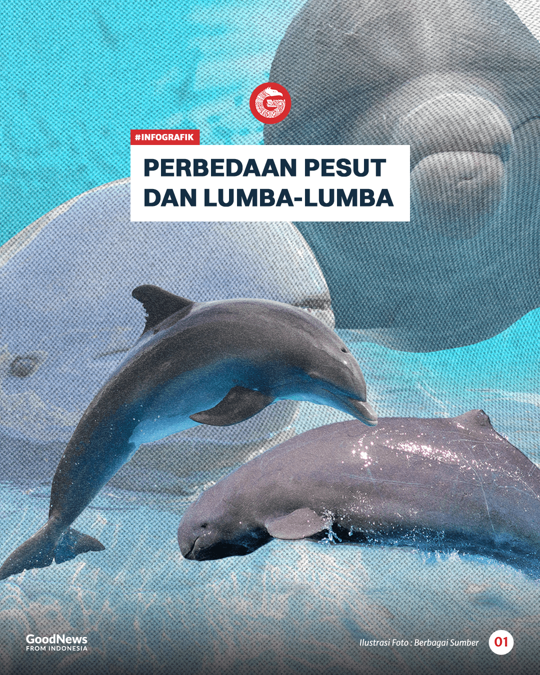 Perbedaan Pesut dan Lumba-lumba