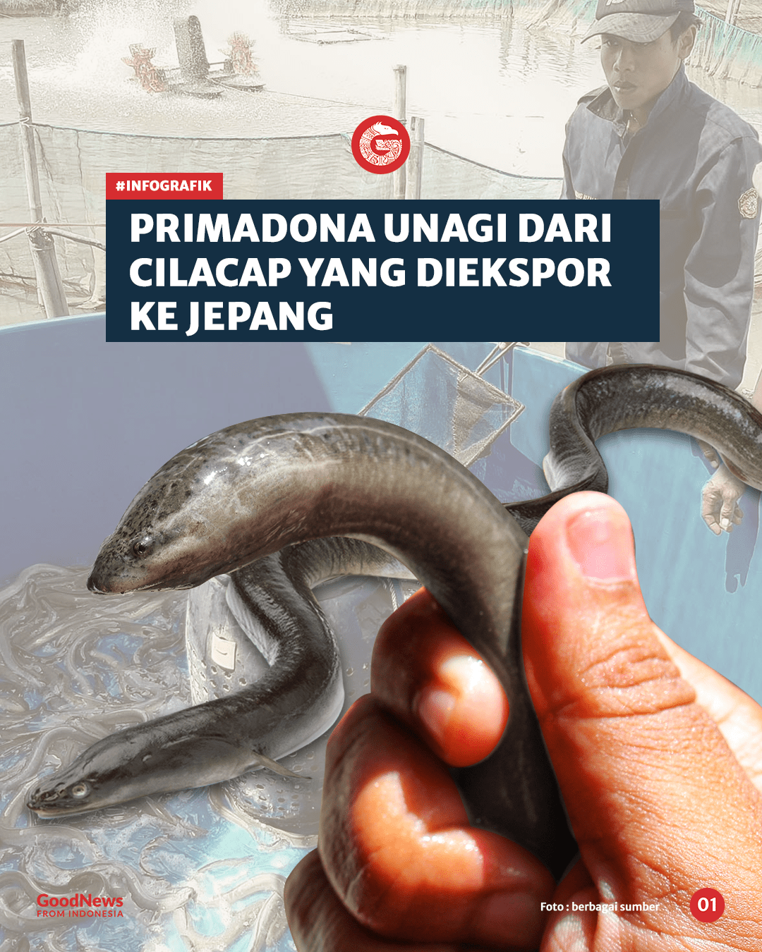 Primadona Unagi dari Cilacap yang Di ekspor ke Jepang