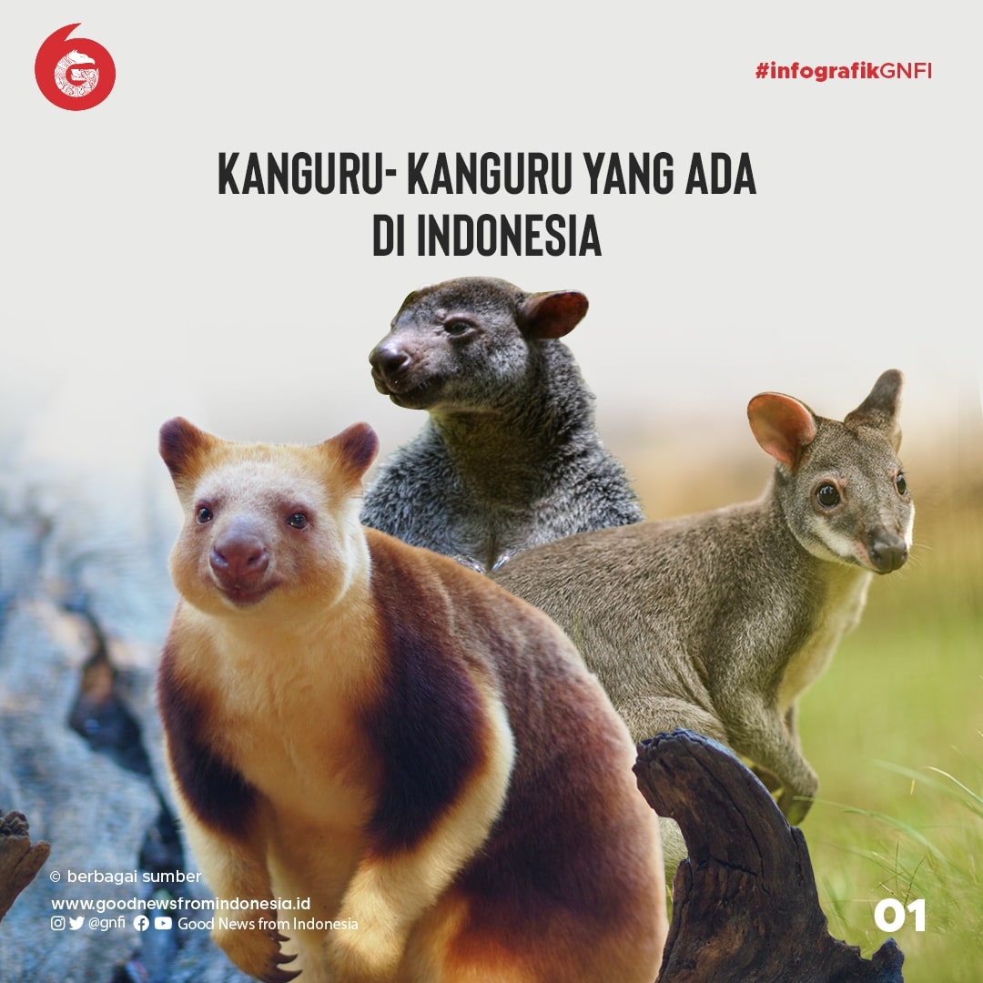 Ragam Kanguru yang Ada di Indonesia