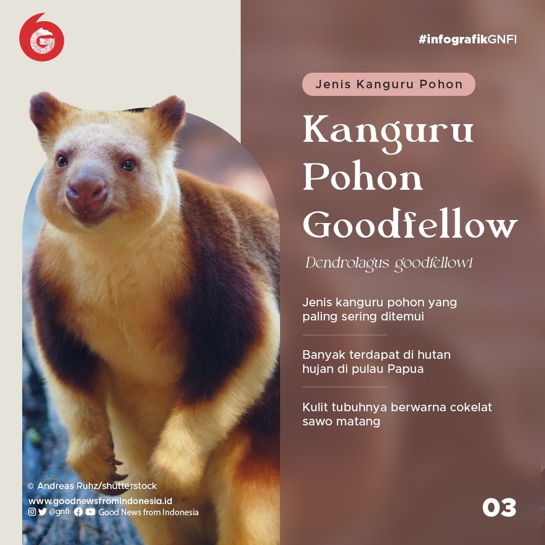 Ragam Kanguru yang Ada di Indonesia
