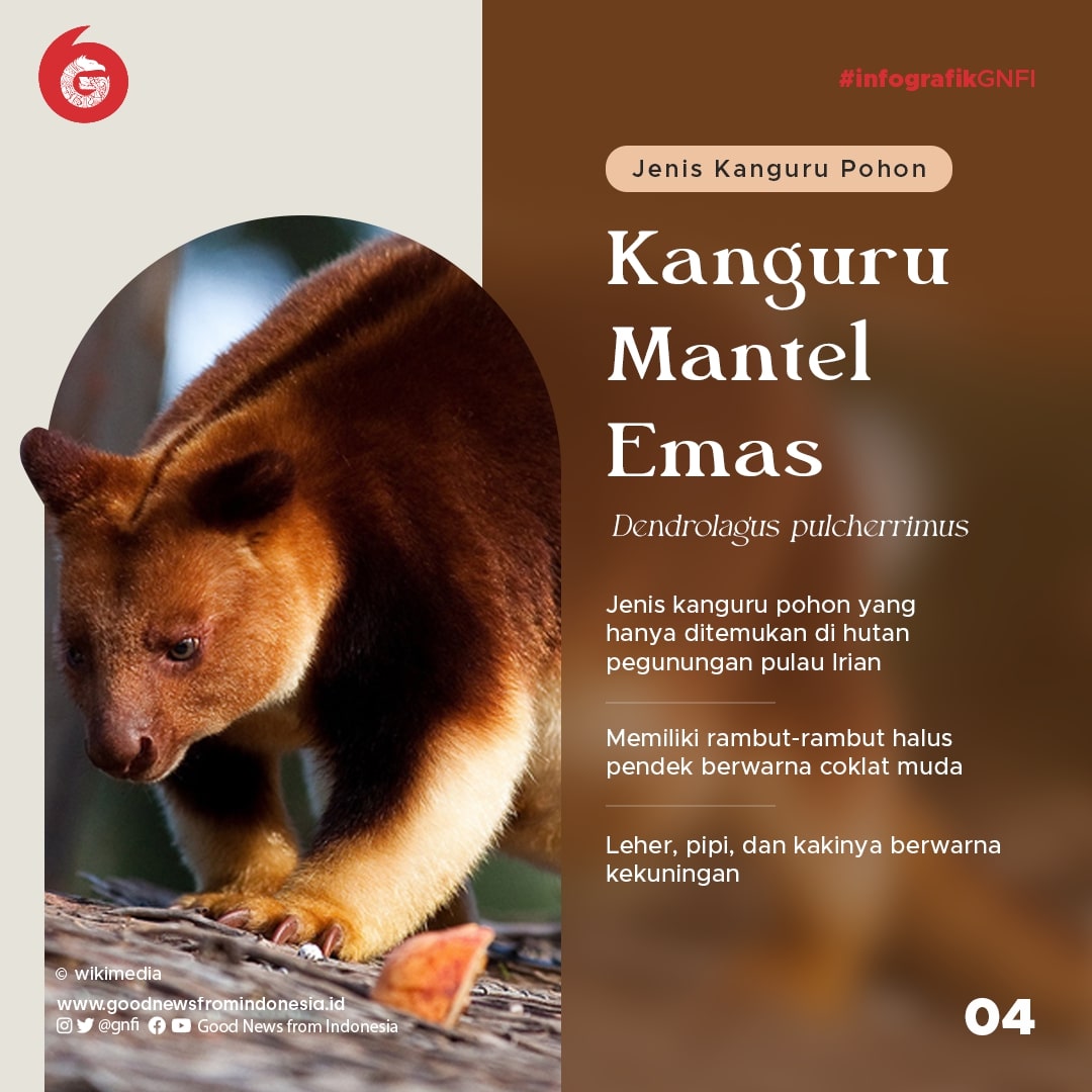 Ragam Kanguru yang Ada di Indonesia