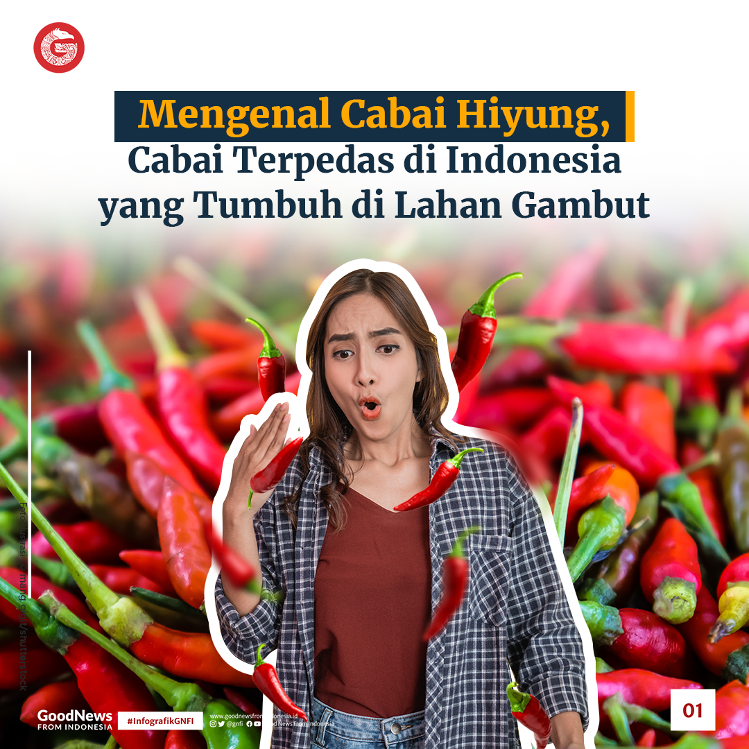 Rawit Hiyung, Cabai Terpedas di Indonesia Asal Kalimantan Selatan