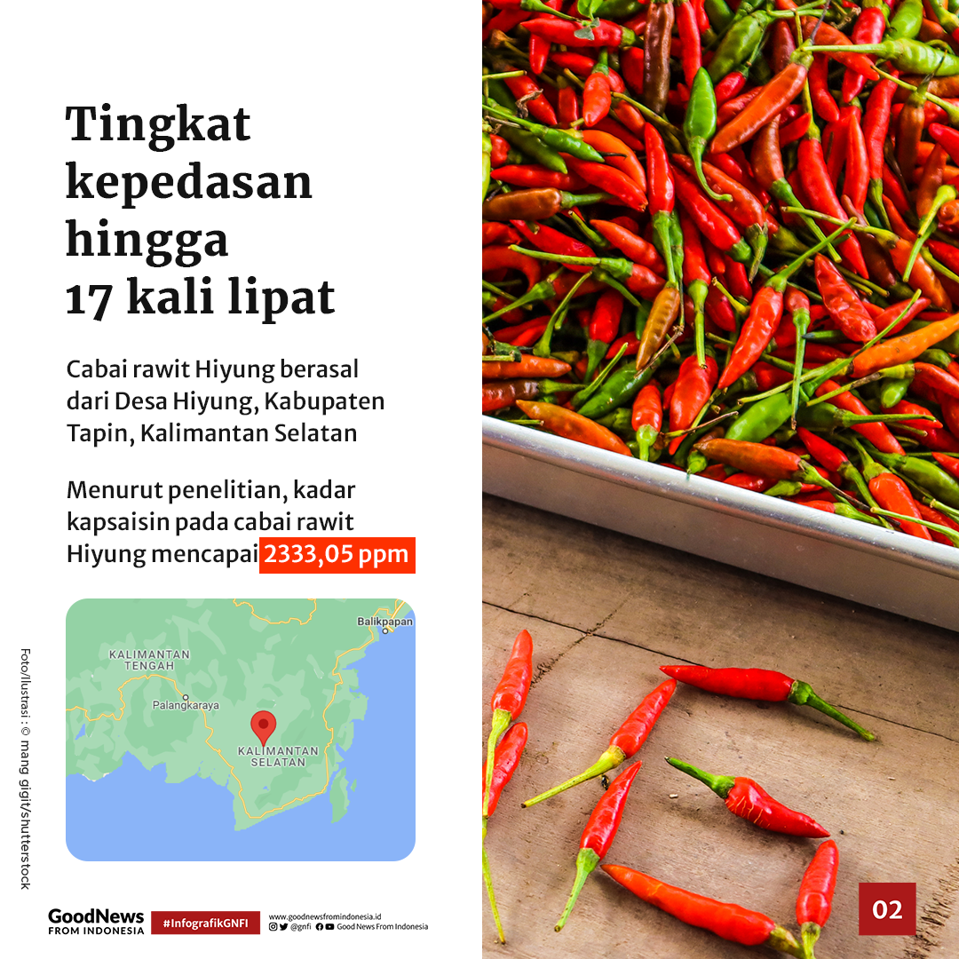 Rawit Hiyung, Cabai Terpedas di Indonesia Asal Kalimantan Selatan