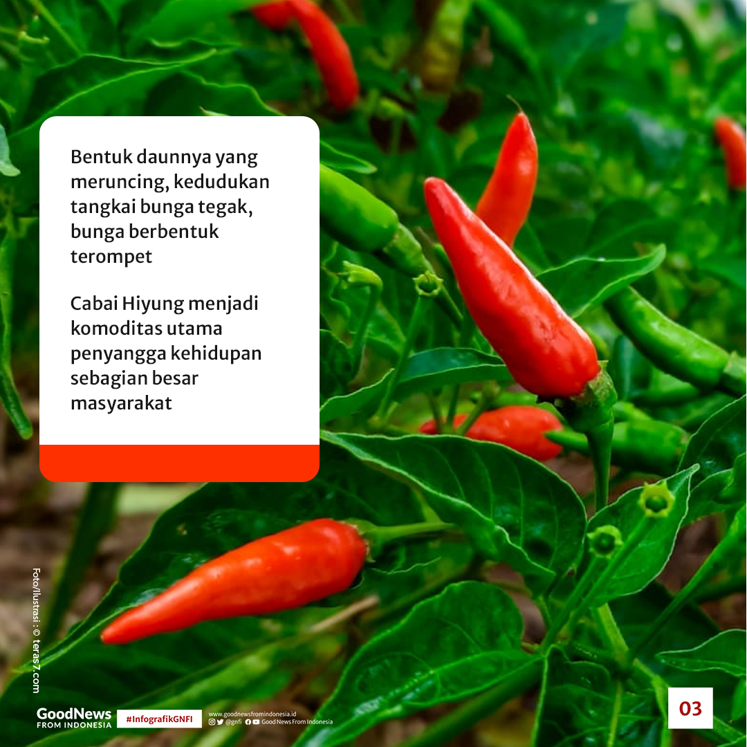 Rawit Hiyung, Cabai Terpedas di Indonesia Asal Kalimantan Selatan