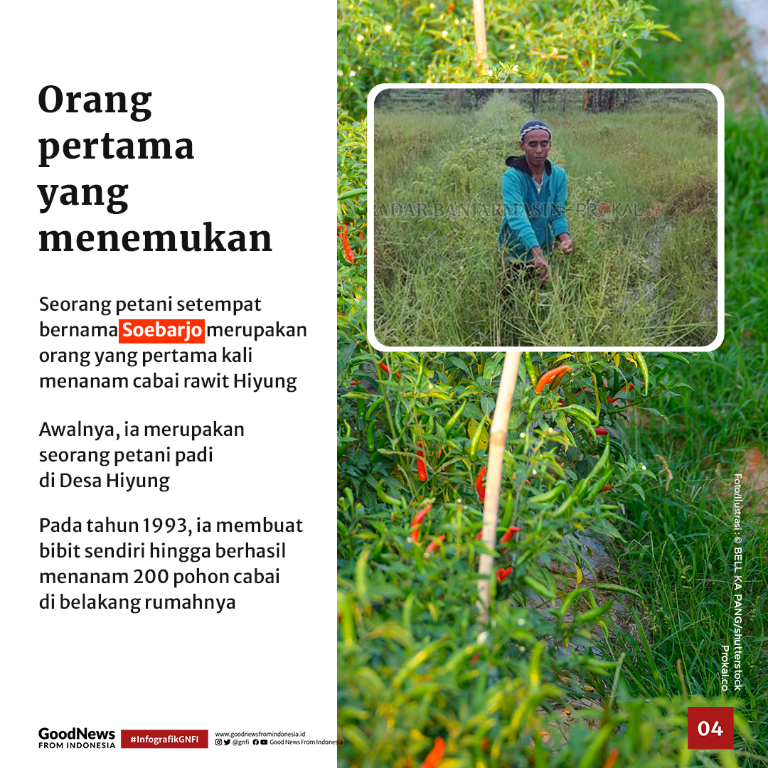 Rawit Hiyung, Cabai Terpedas di Indonesia Asal Kalimantan Selatan