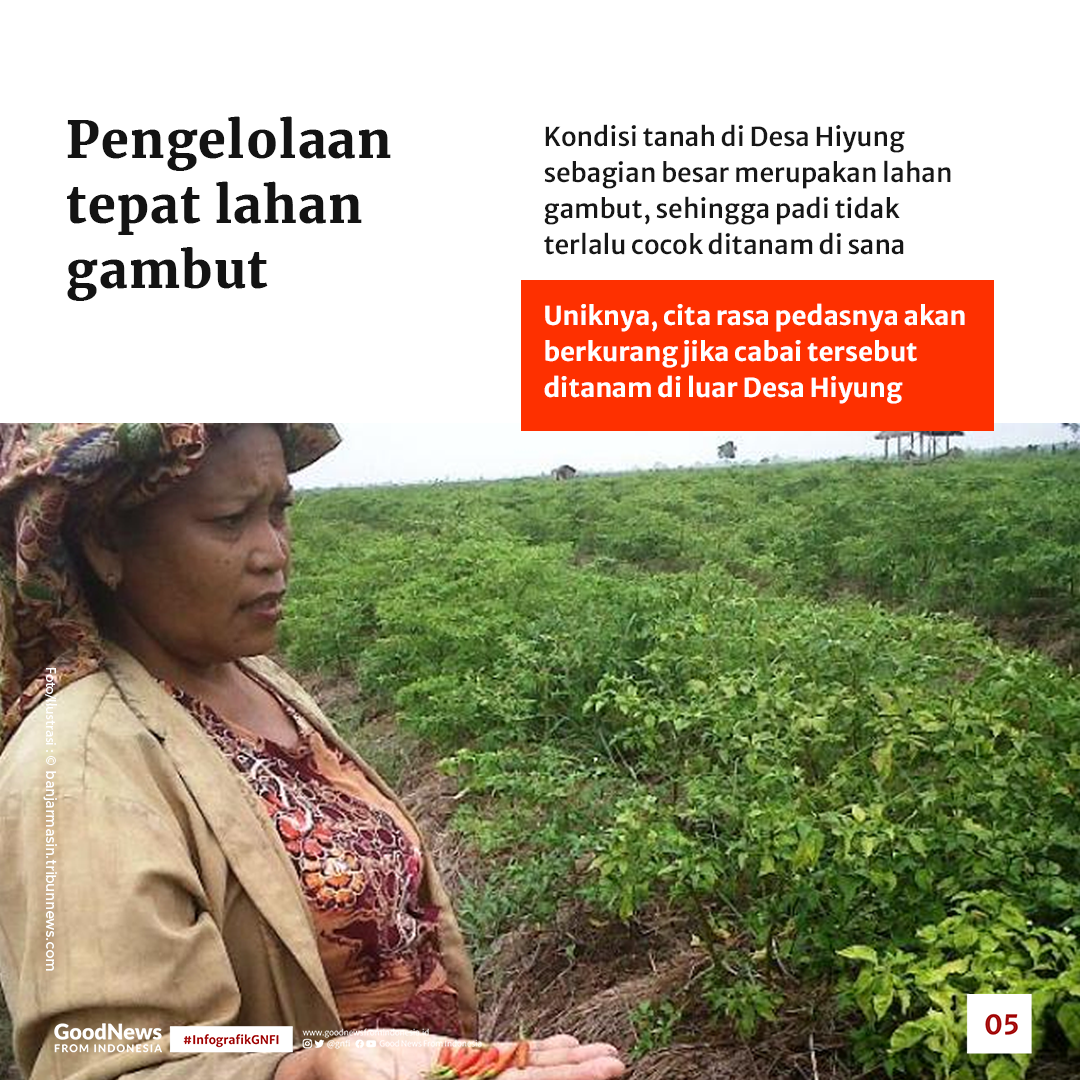 Rawit Hiyung, Cabai Terpedas di Indonesia Asal Kalimantan Selatan