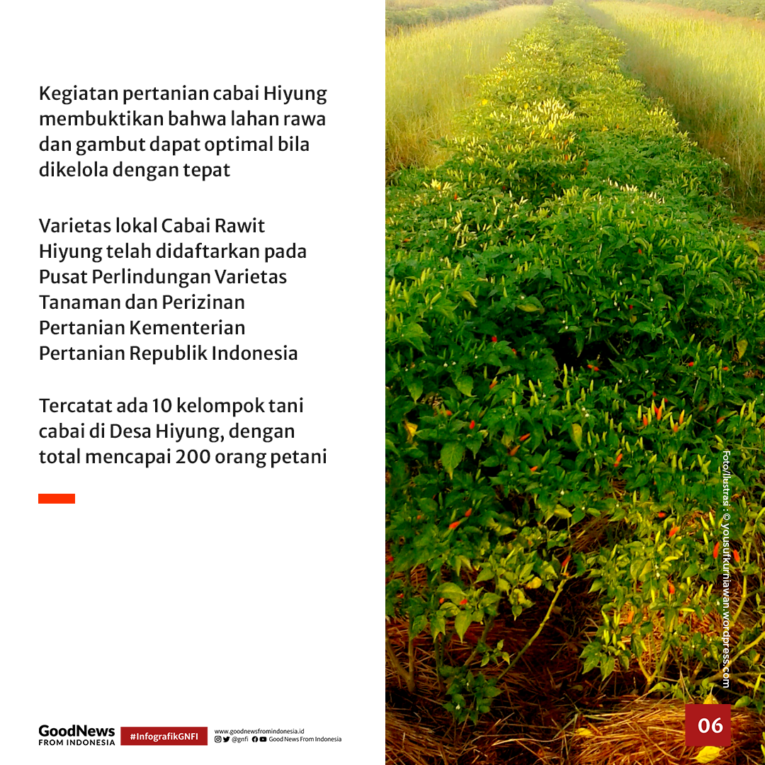 Rawit Hiyung, Cabai Terpedas di Indonesia Asal Kalimantan Selatan