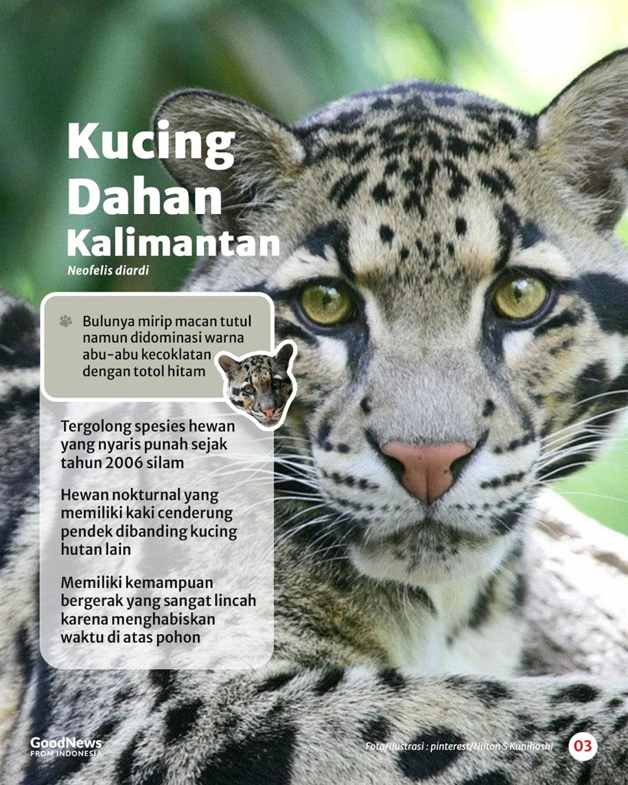 Sembilan Jenis Kucing Liar yang Dilindungi di Indonesia