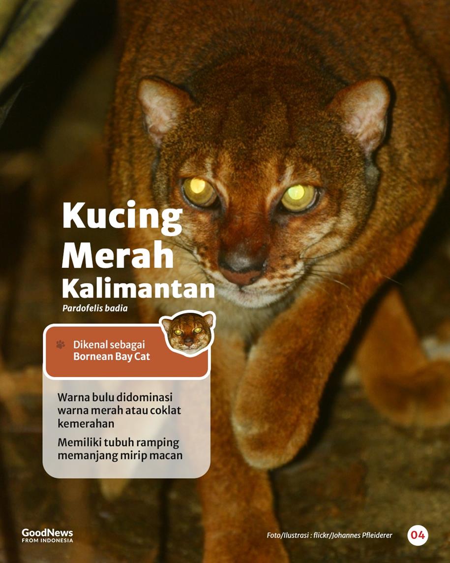 Sembilan Jenis Kucing Liar yang Dilindungi di Indonesia