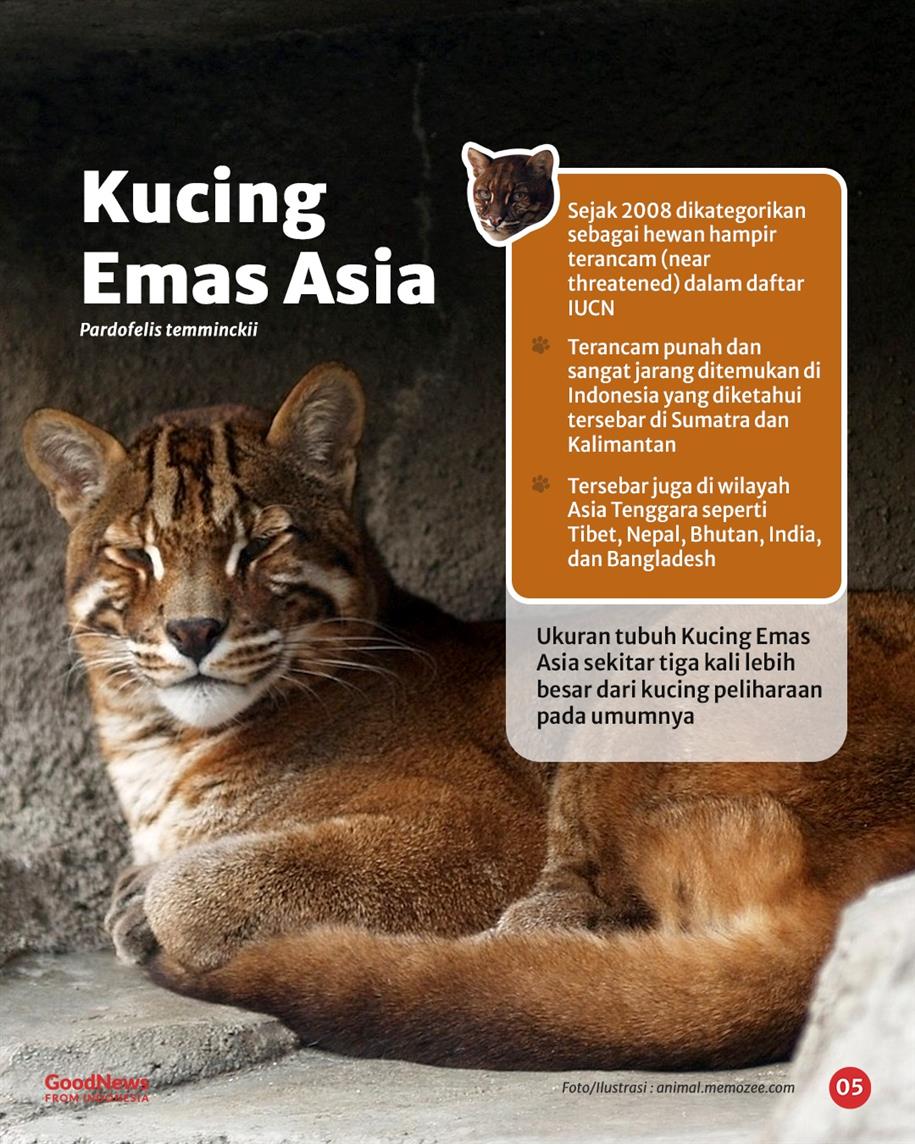 Sembilan Jenis Kucing Liar yang Dilindungi di Indonesia