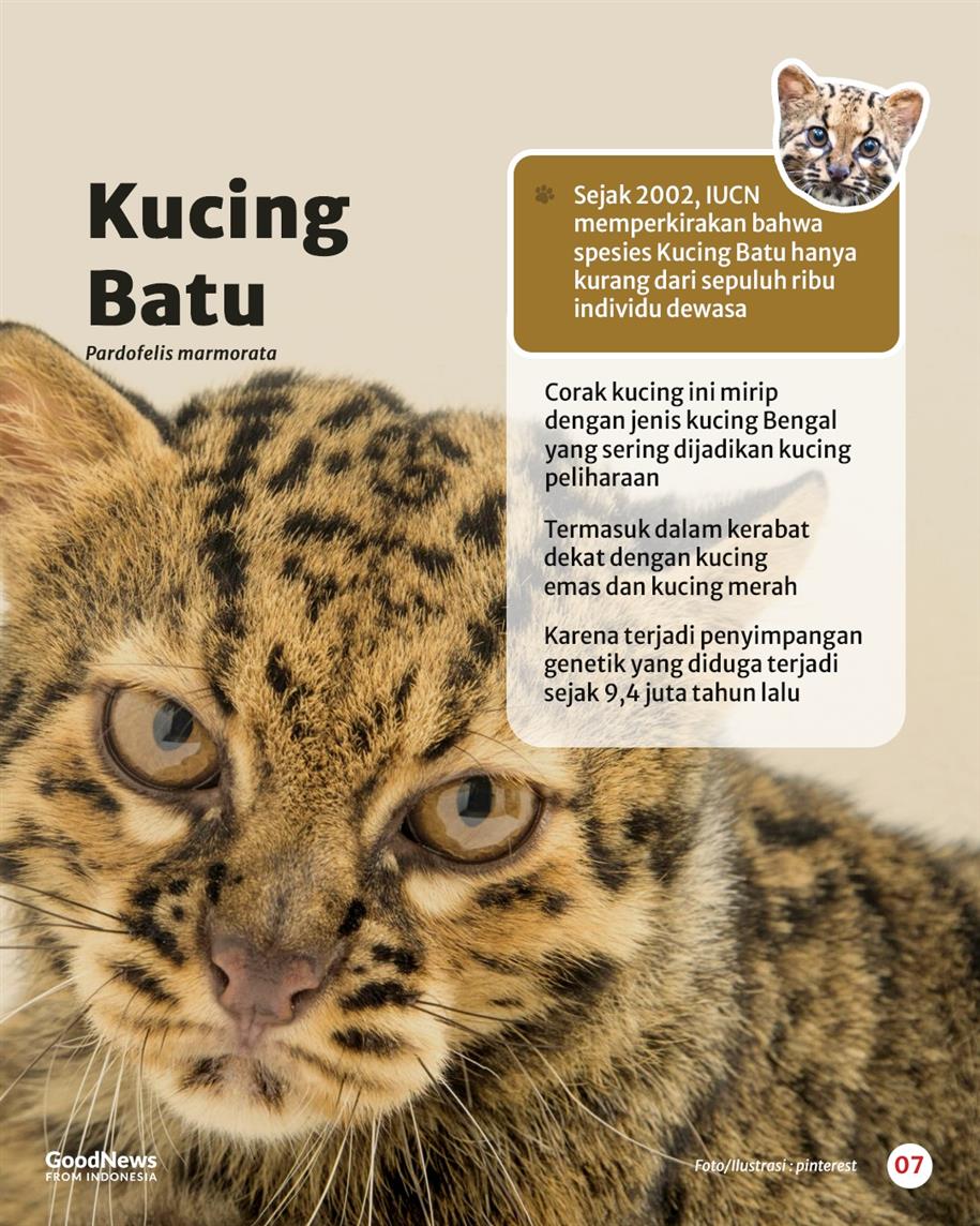 Sembilan Jenis Kucing Liar yang Dilindungi di Indonesia