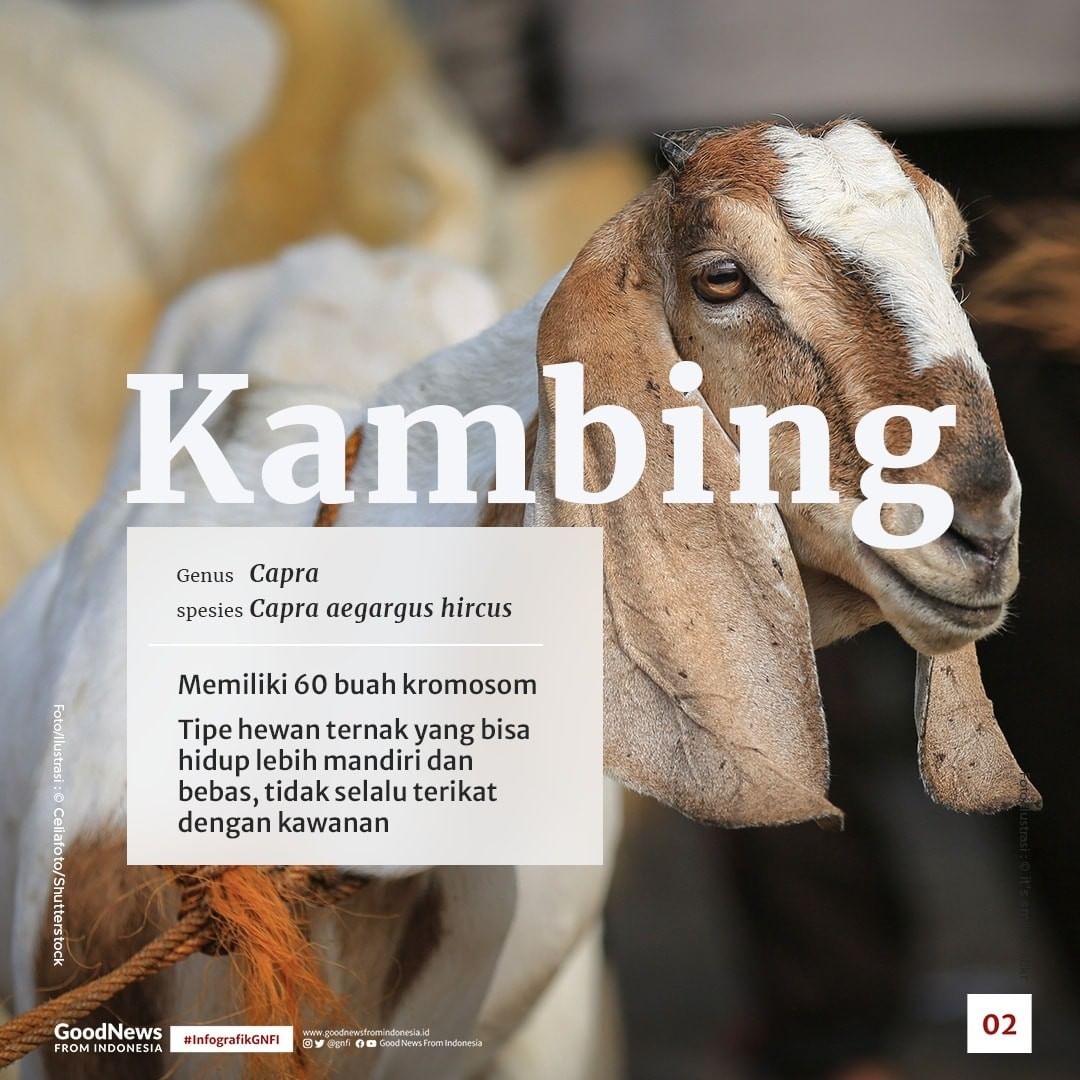 Serupa Tapi Tak Sama, Mengenal Perbedaan Kambing dan Domba